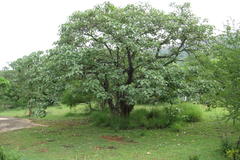 Givotia moluccana